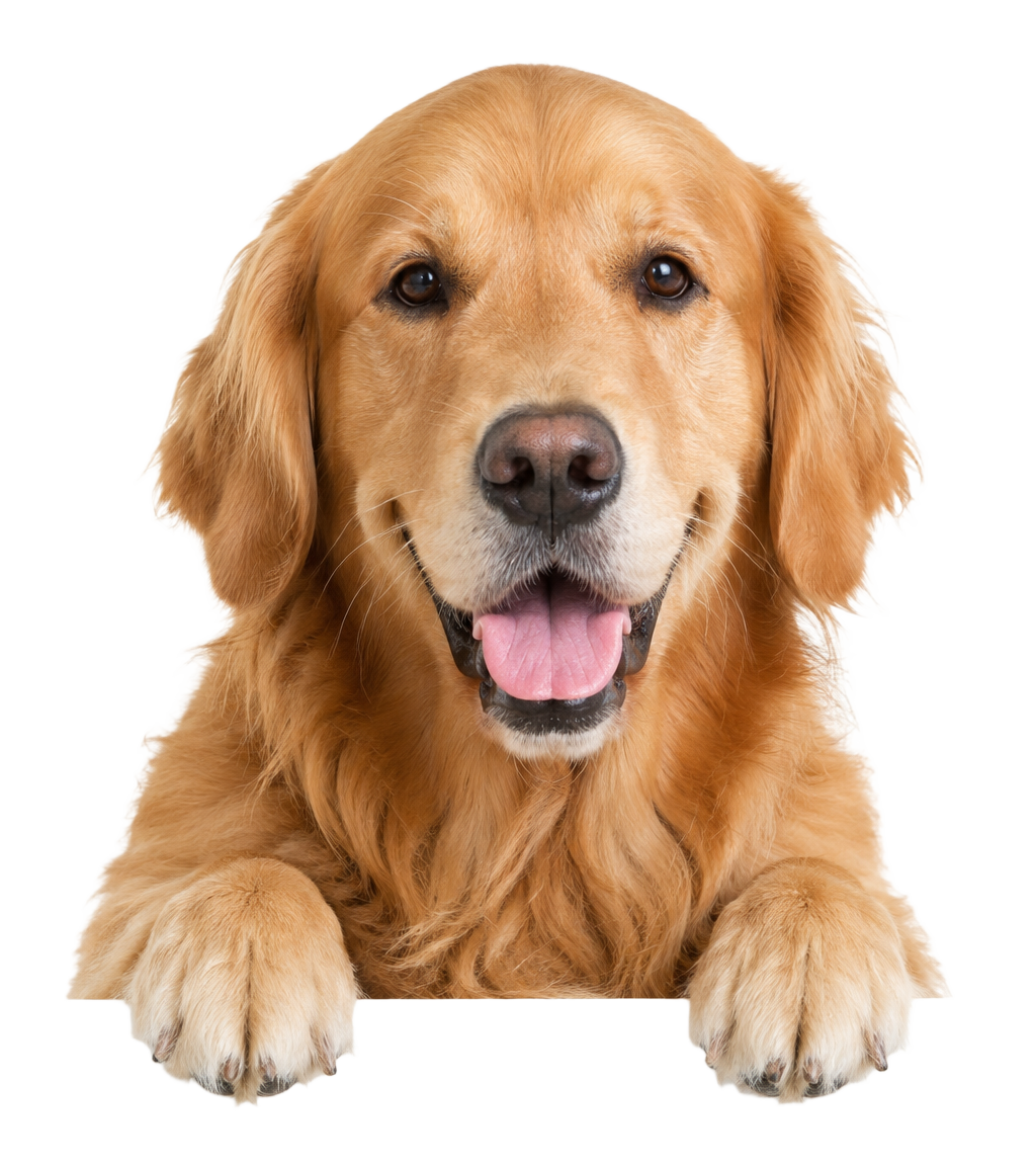 Golden retriever